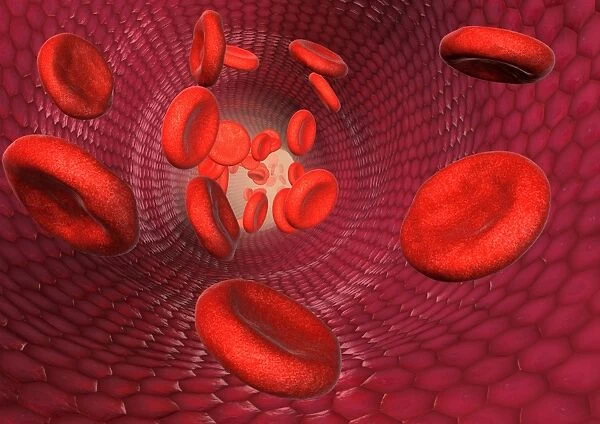 Artery and red blood cells