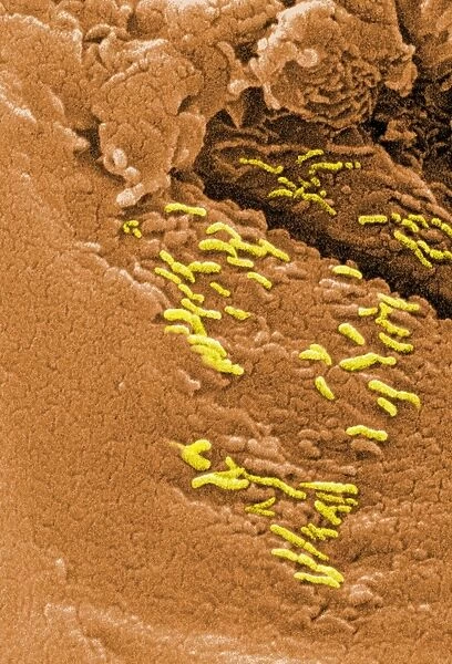 Colour electron micrograph of Martian microfossils