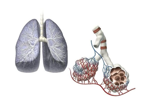 Lungs anatomy, artwork