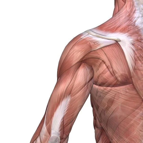 Shoulder and back anatomy, artwork C016  /  7002