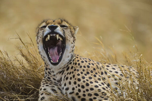 Africa. Tanzania. Cheetah (Acinonyx jubatus) yawning after a hunt on the plains