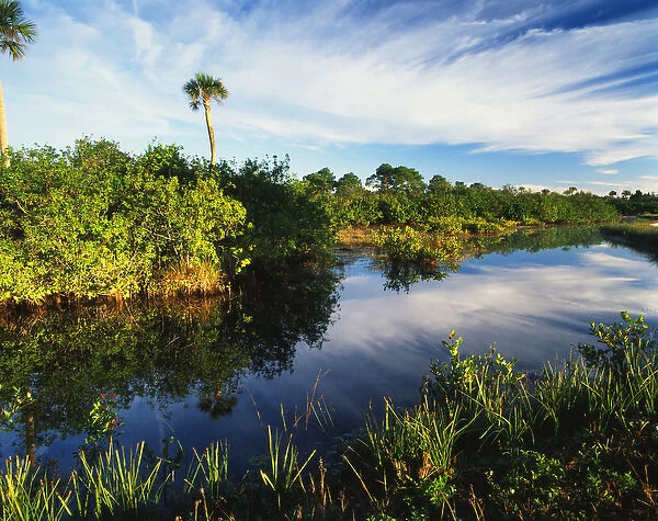 USA, Florida, Merritt Island National Wildlife Refuge, Mangrove wetland habitat