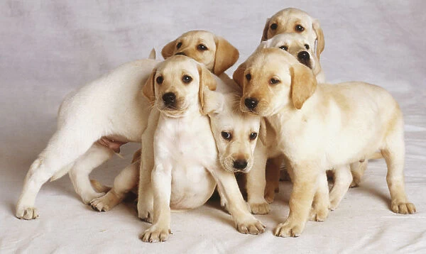 A group of puppies