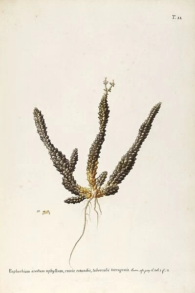 Medusas Head (Euphorbia caput-medusae), Euphorbiaceae, Indoor or temperate greenhouse succulent plant, native to Southern Africa, watercolor, 1765