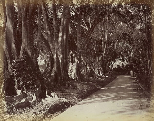 Peradeniya Botanical Garden Ceylon 1870s 1890s