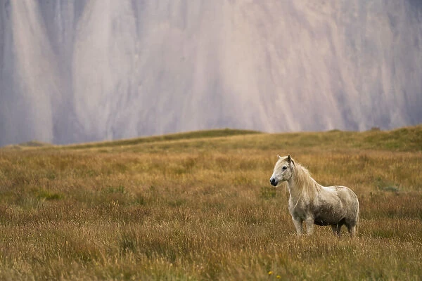 Blond Icelandic horse standing in a grass field with a mountain cliff in the background; Iceland