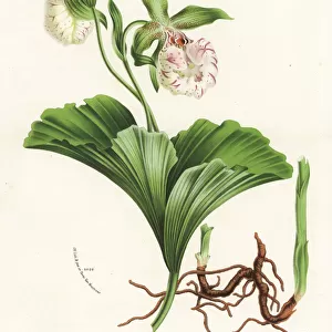 Japanese cypripedium orchid, Cypripedium japonicum