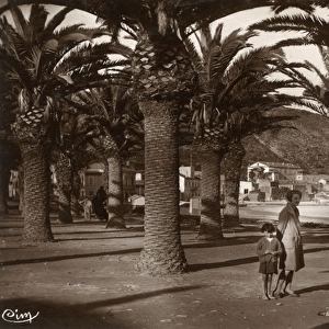 Palm trees on the beach at Oran, NW Algeria