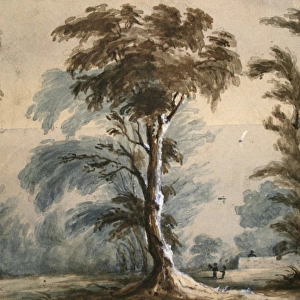 Trees possibly at St Donats Glamorganshire
