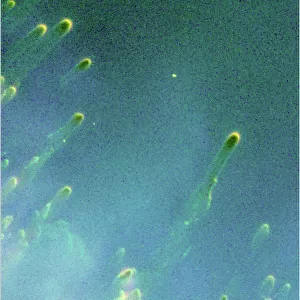 Cometary Knots Around A Dying Star