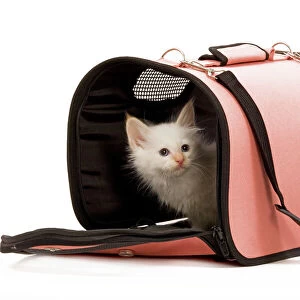 Cat - Birman kitten in studio in cat carrying bag