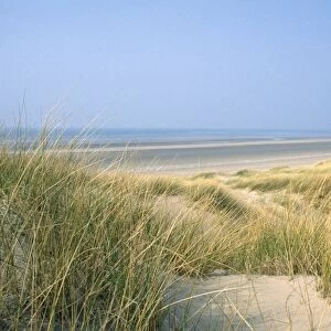 Marram Grass - & sand dunes Wales