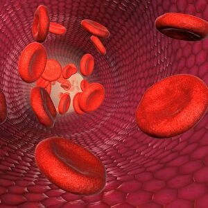 Artery and red blood cells
