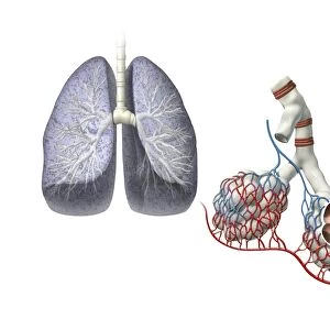 Lungs anatomy, artwork