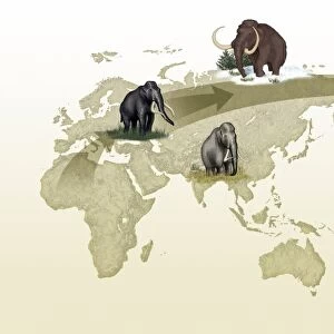 Mammoth evolutionary migration, artwork
