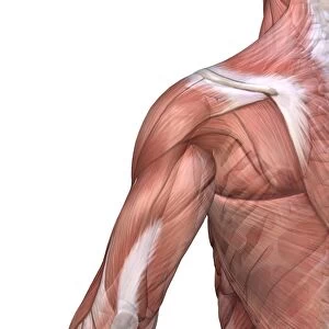 Shoulder and back anatomy, artwork C016 / 7002