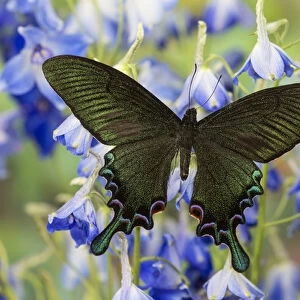 Asian Swallowtail Butterfly, Papilio syfanius