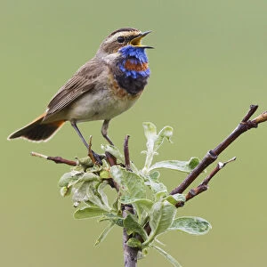 Bluethroat; Singing on his territory
