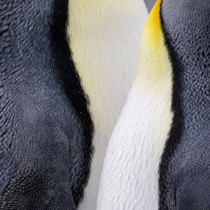 King penguin close-up showing the colorful curves of their feathers. St. Andrews Bay