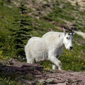 Mountain Goat on the Hillside. Glacier National Park. Montana. USA