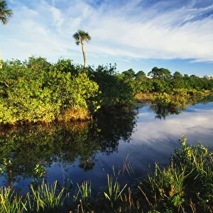 USA, Florida, Merritt Island National Wildlife Refuge, Mangrove wetland habitat