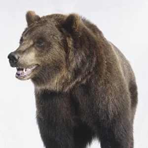Brown Bear (Ursus arctos) on all fours