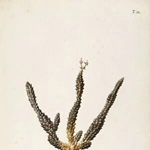 Medusas Head (Euphorbia caput-medusae), Euphorbiaceae, Indoor or temperate greenhouse succulent plant, native to Southern Africa, watercolor, 1765