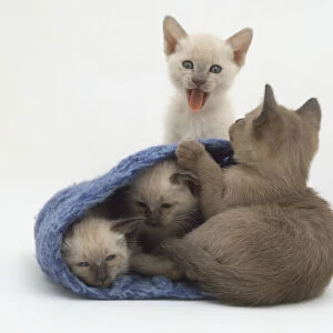 Four Seal-point Siamese kittens (Felis sylvestris catus) playing with a woollen scarf, one sticking its tongue out