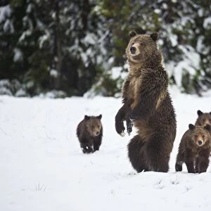 Grizzly Sow and Cubs in Snow