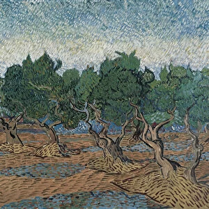 Olive Grove, 1889 (oil on canvas)