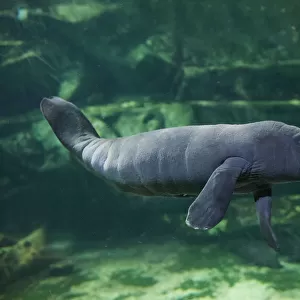 Caribbean manatee or West Indian manatee baby, age two days, (Trichechus manatus) captive