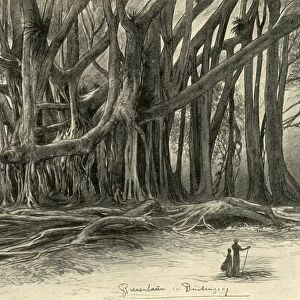 Giant trees in Buitenzorg, Java, 1898. Creator: Christian Wilhelm Allers